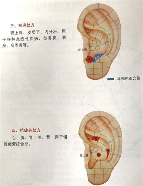 耳穴貼是什麼|漢方耳穴療法